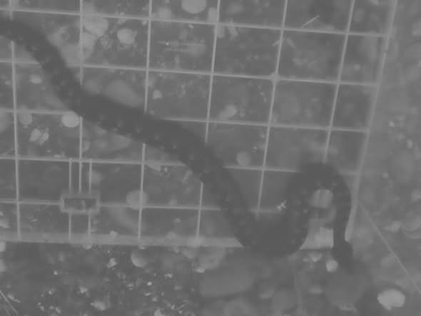 (FOTO) U blizini škole viđena dva poskoka: Hitno upozorenje roditeljima i učenicima