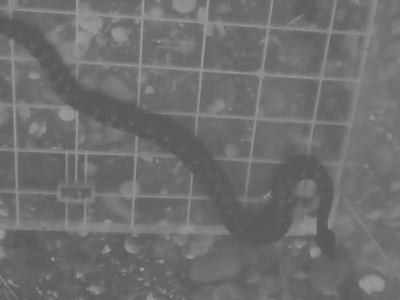 (FOTO) U blizini škole viđena dva poskoka: Hitno upozorenje roditeljima i učenicima