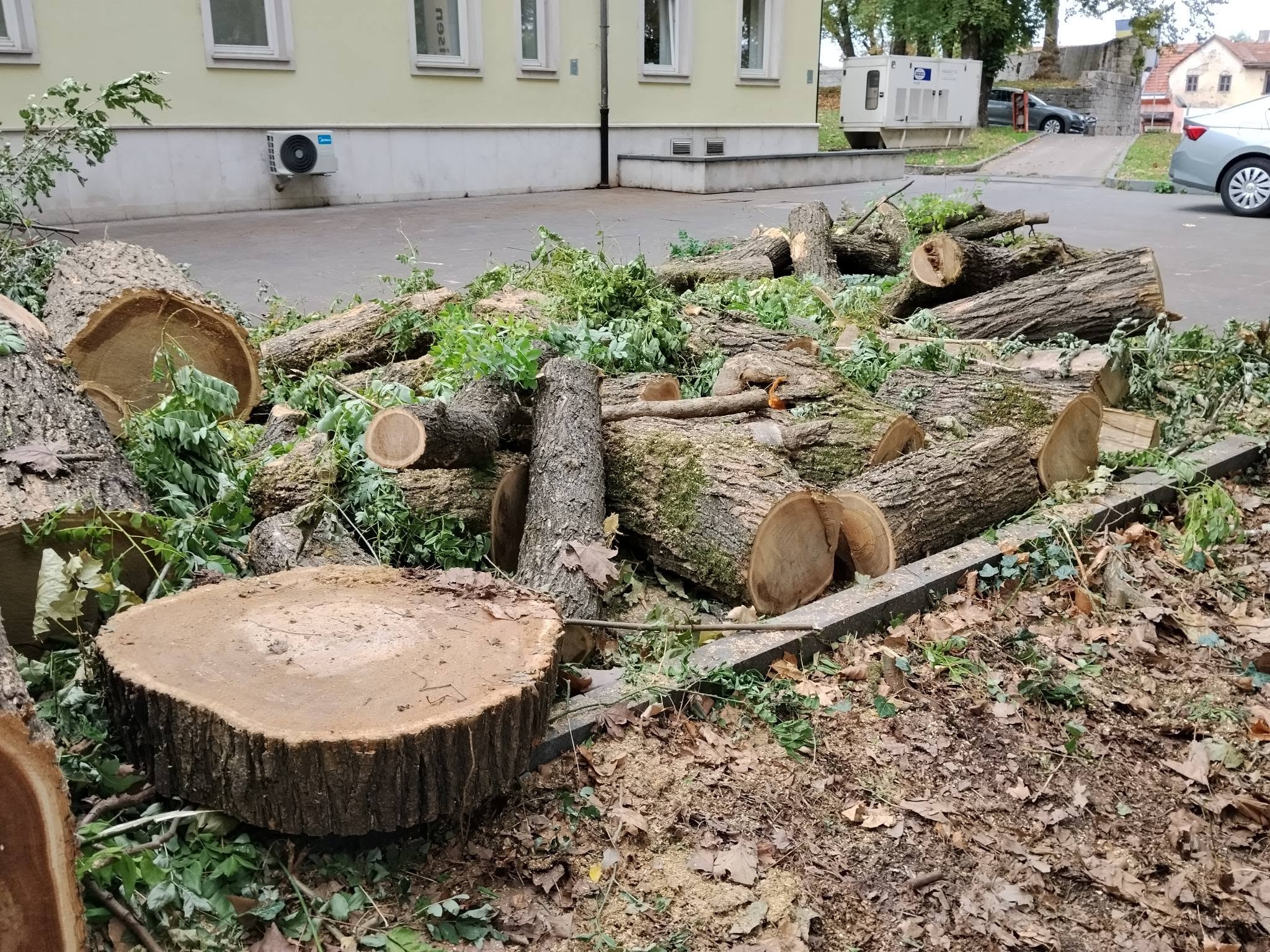 U Bihaću posječena ogromna stabla bagrema: Građani pitaju ko je donio odluku i zašto