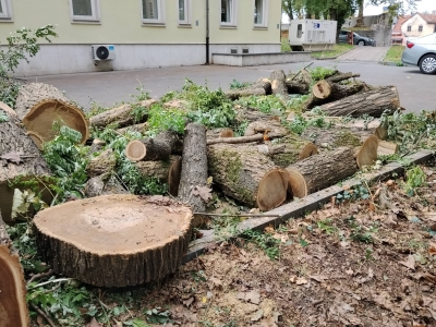 U Bihaću posječena ogromna stabla bagrema: Građani pitaju ko je donio odluku i zašto
