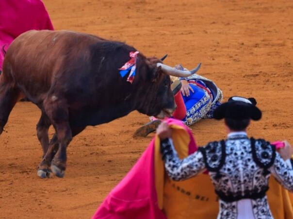 Legendarni matador teško povrijeđen: Borba s bikom nije dobro završila