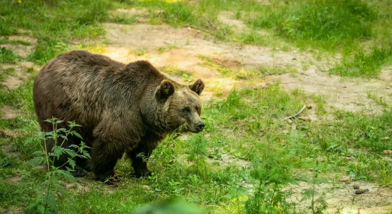 Медвјед уочен међу кућама: Мјештани позвани на опрез