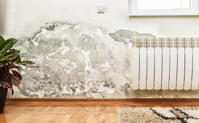 Pojavila vam se vlaga u domu? Jedna sobna biljka mogla bi pomoći u čišćenju zraka