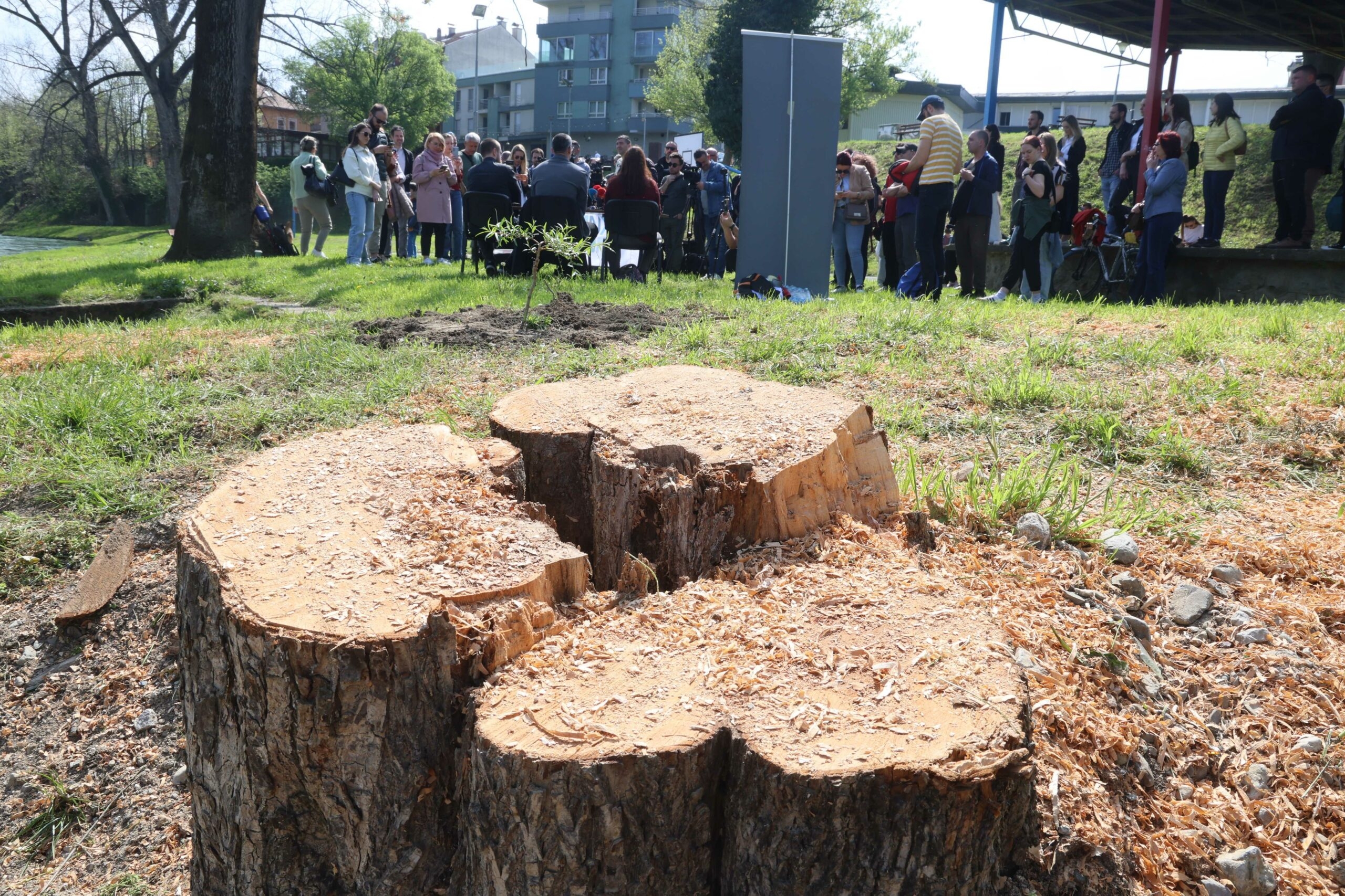 AFORIZAM DANA Posječene vrbe