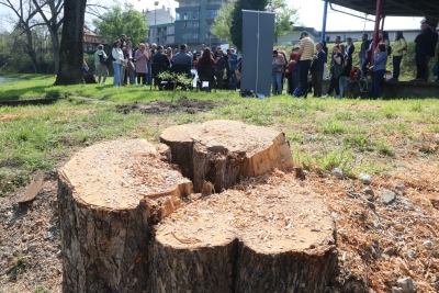 AFORIZAM DANA Posječene vrbe