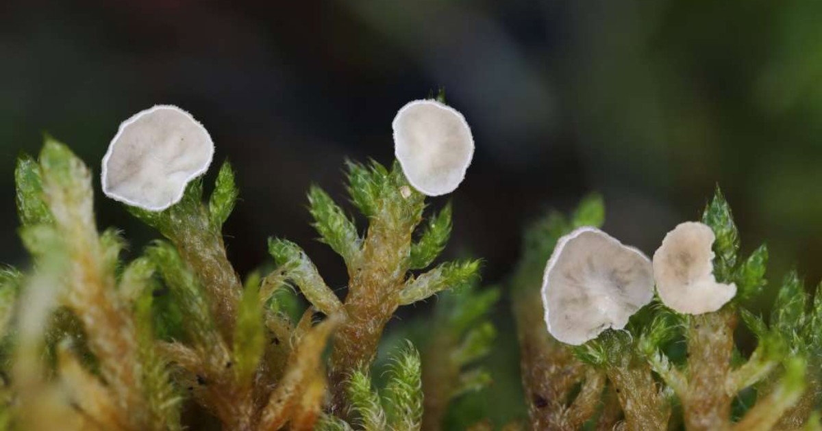 U Blagaju otkrivene izuzetno rijetke vrste gljiva