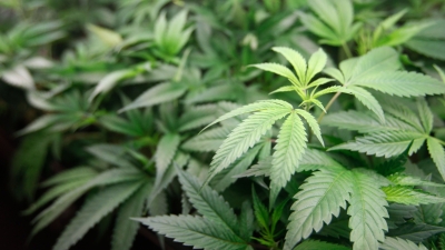 Velika studija upozorava: Legalizacija kanabisa povezana s porastom ozbiljnih srčanih problema
