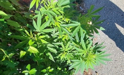 Prolaznicima bukvalno “bode oči”: Marihuana u BiH raste tik uz trotoar!?