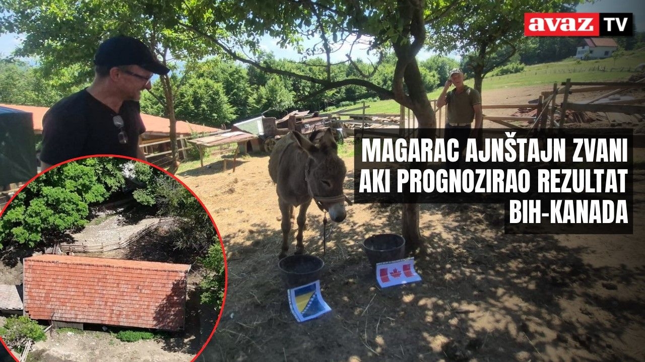 Video / Magarac Ajnštajn zvani Aki prognozirao rezultat utakmice BiH - Kanada: Pogledajte šta je najavio!