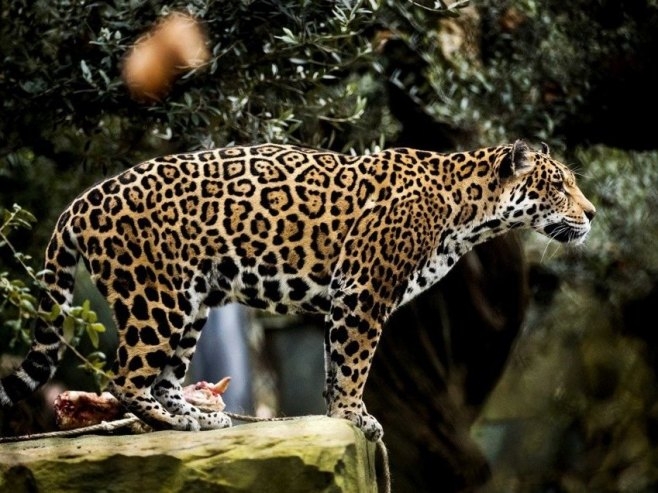 Amsterdam: Leopard usmrtio ženu koja je radila kao čuvar zoološkog vrta