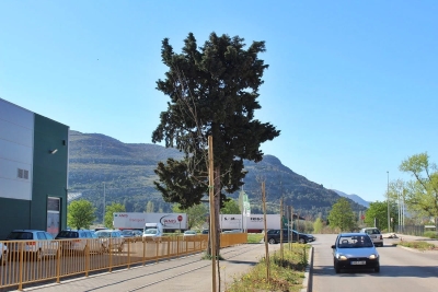 Zelena ofanziva: Grad ulaže u prirodu i izgled