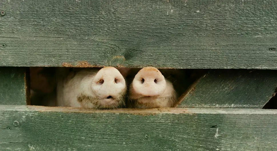 Афричка куга "затворила" пијацу: Упућен апел узгајивачима