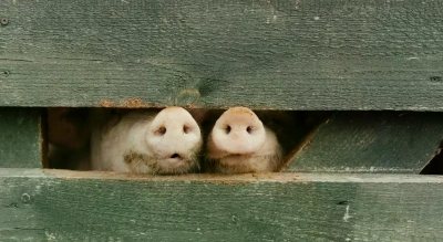 Афричка куга "затворила" пијацу: Упућен апел узгајивачима