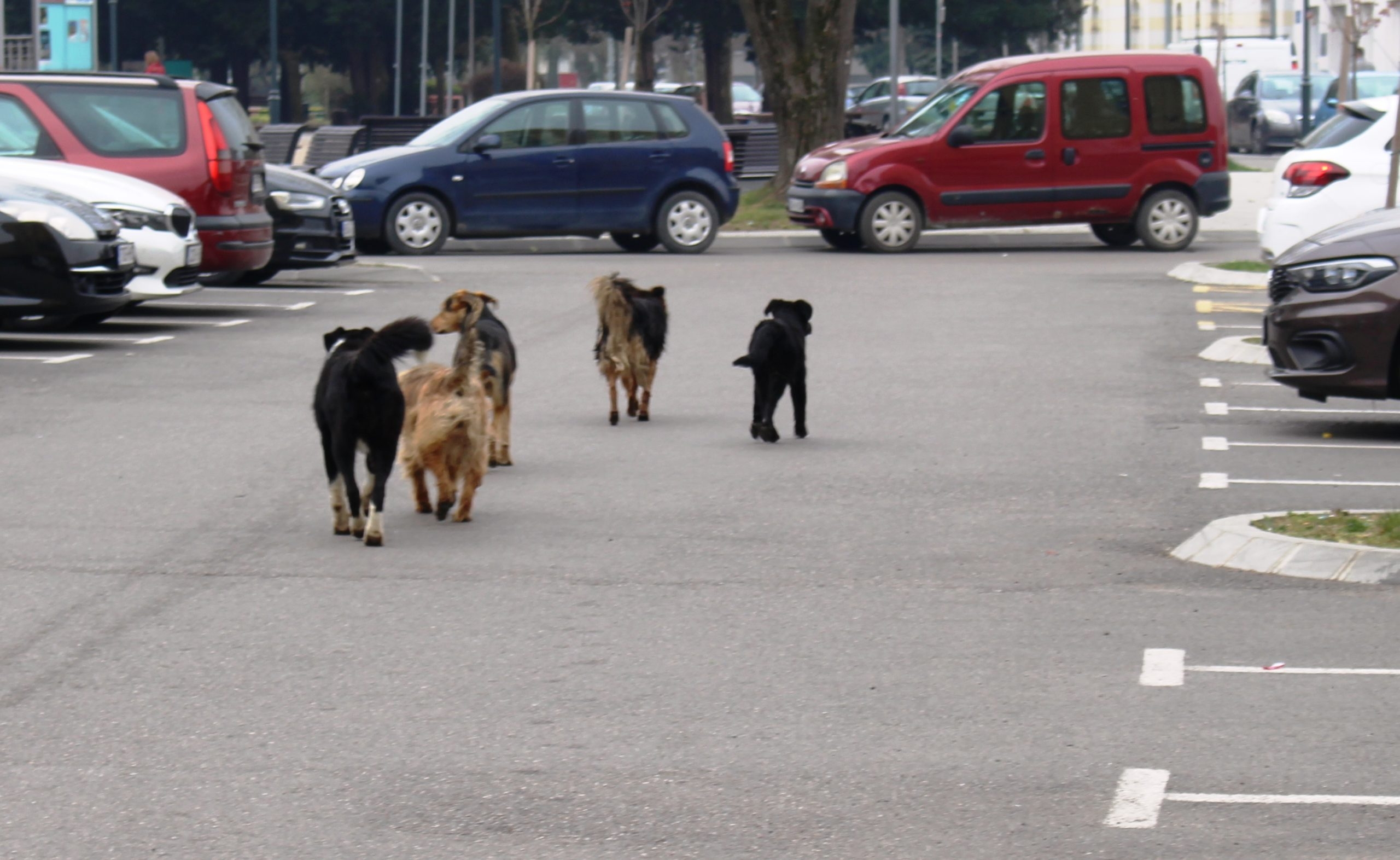 (VIDEO) OGROMNA ŠTETA Psi provalili u tor i napravili pokolj, ovo se istoj porodici dešava već treći put