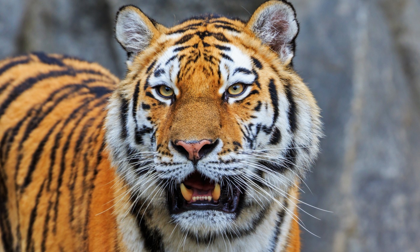 Haos u cirkusu: Tigar skočio među publiku VIDEO