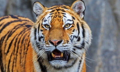 Haos u cirkusu: Tigar skočio među publiku VIDEO