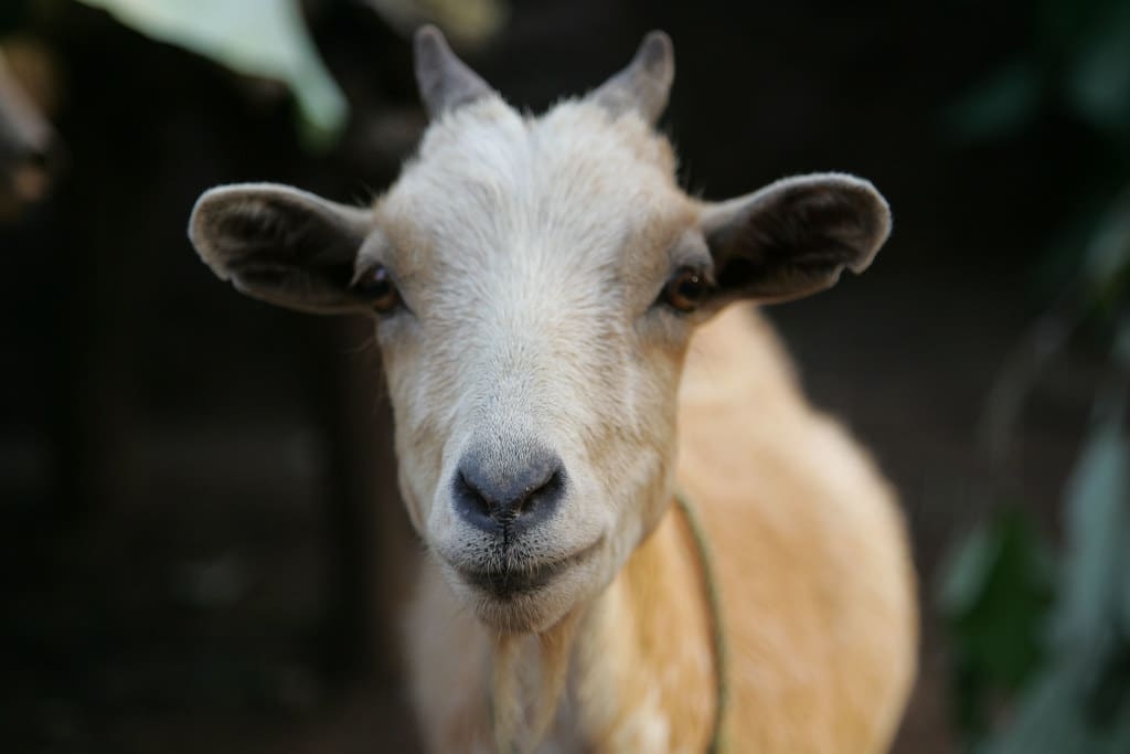 Koze koje su zadivile svijet: Naučnici i dalje ne razumiju kako su uspjele da prežive na ovom mjestu