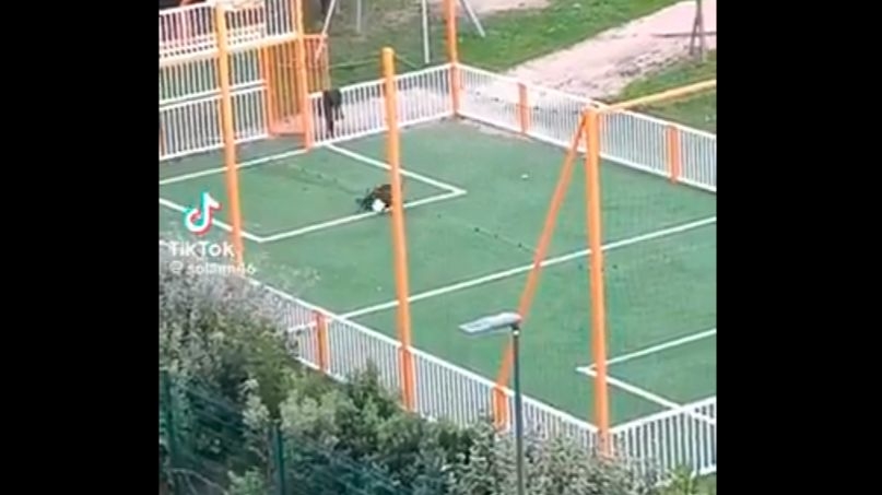 Video / Divlja svinja ušla na teren i postigla gol