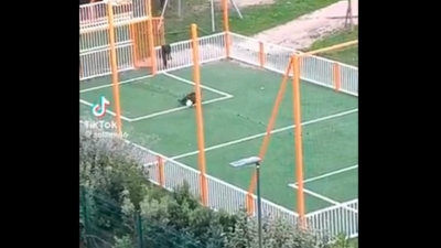 Video / Divlja svinja ušla na teren i postigla gol