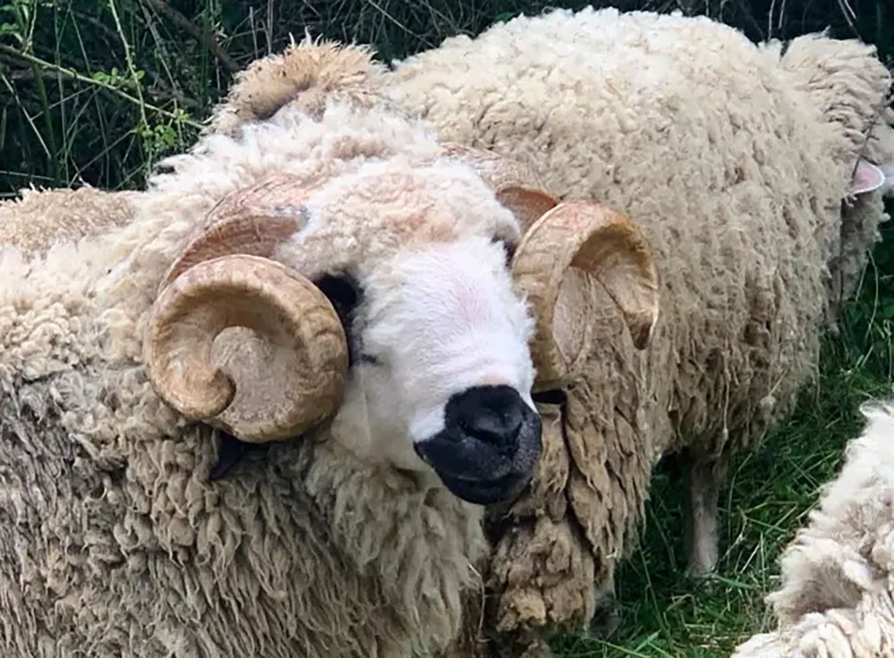 Merhamet Bosanska Krupa pokrenuo akciju 'Kurban 2026' za pomoć najugroženijima