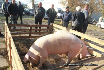 Na pijacama prasići od danas 5 KM, a evo po koliko ih farmeri nude preko oglasa