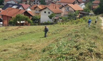 Nastavlja se akcija uklanjanja ambrozije: Banjalučani pozvani da se uključe