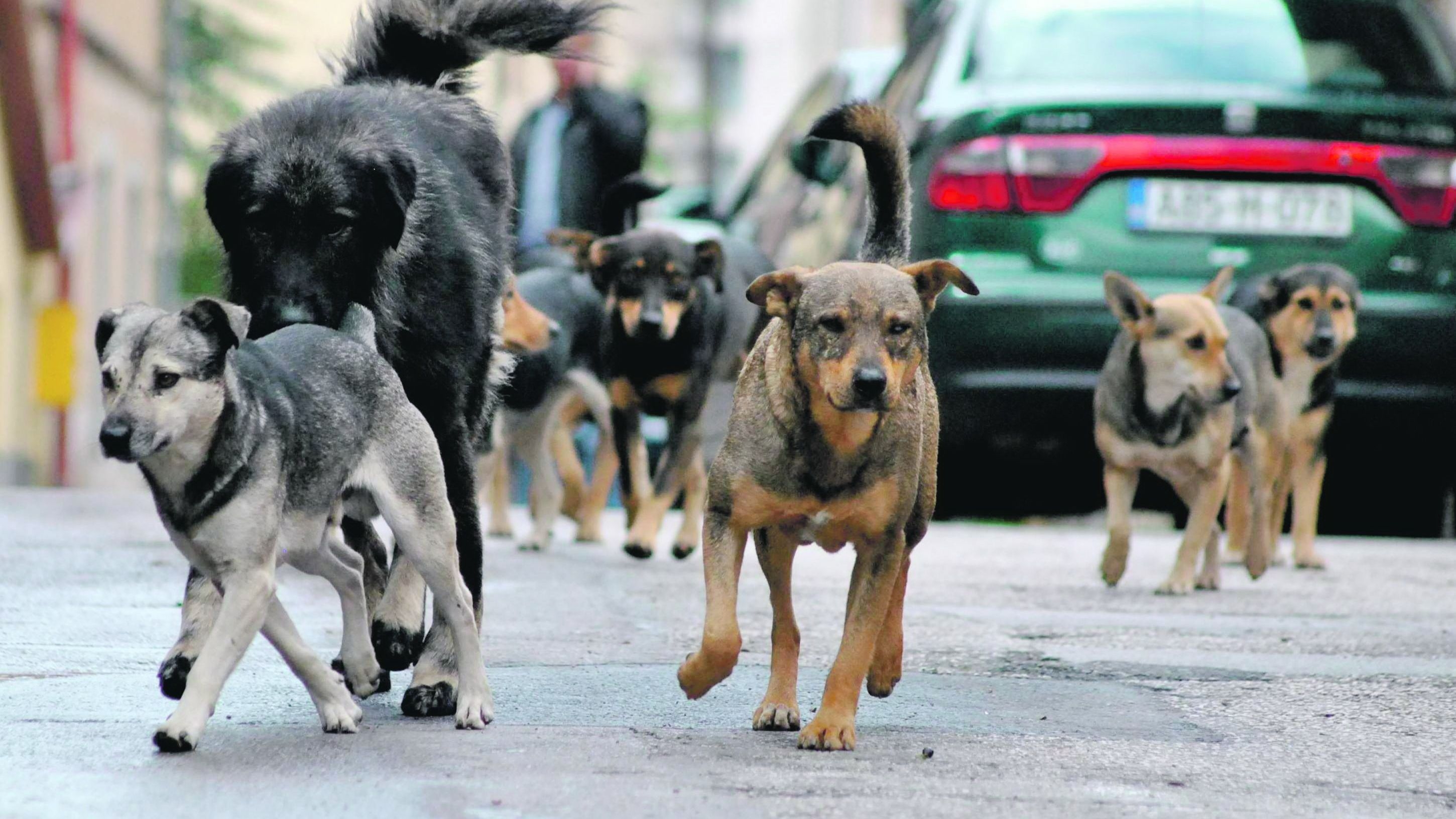 Čopor pasa jutros napao dvije osobe na ulici u Sarajevu, imaju povrede od ugriza