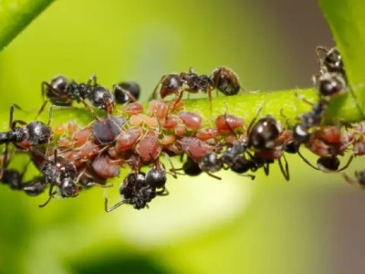 Kad mravi postaju higijeničari