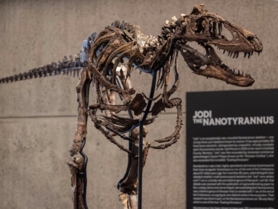 Skelet dinosaurusa prodat za 47 miliona dolara