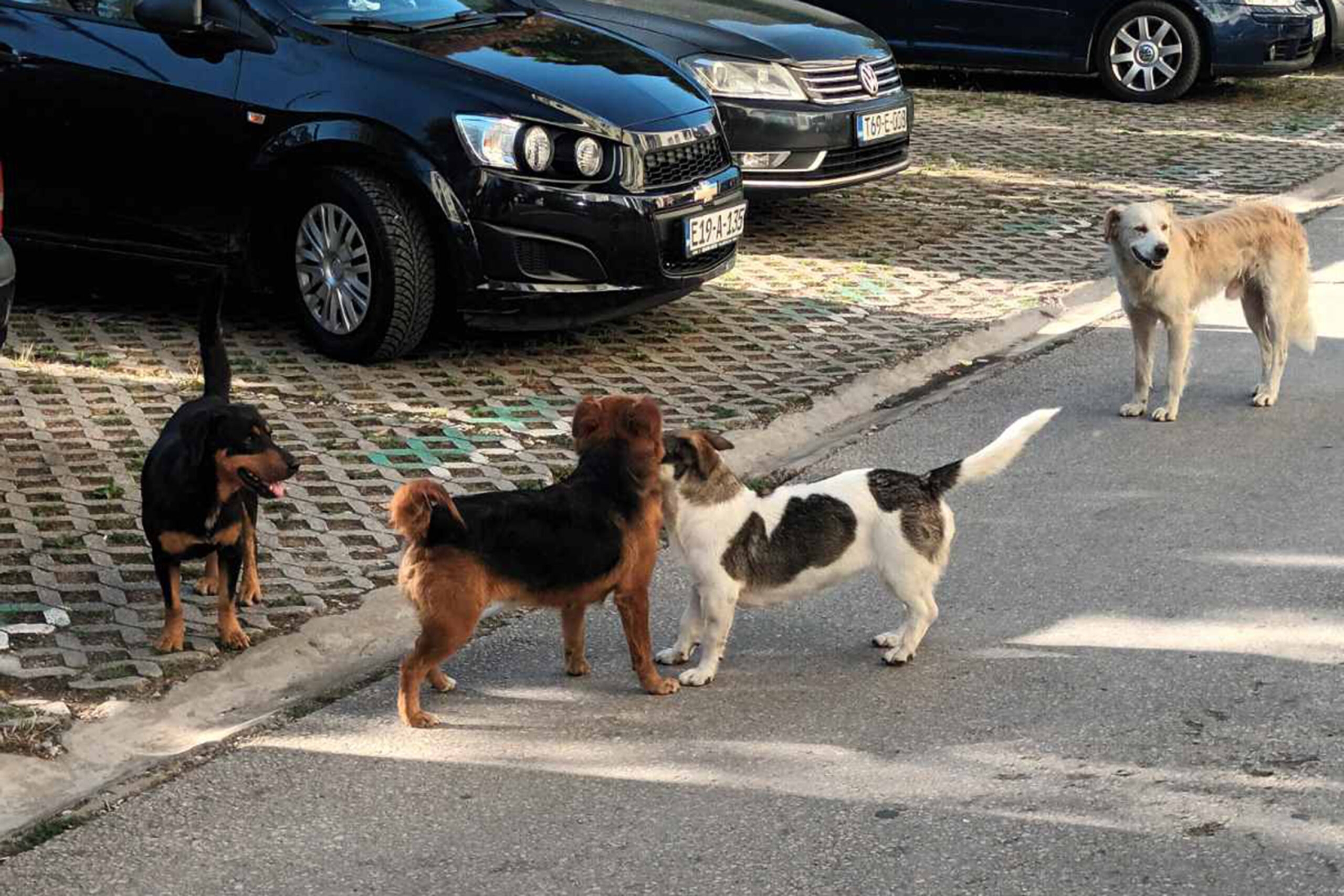Tragedija u Njemačkoj: Porodični pas usmrtio četvorogodišnju djevojčicu