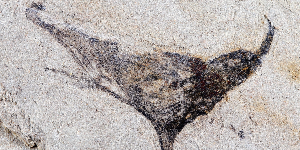 Kako smo nastali: Naučnici prvi put imaju uvid u evoluciju složenih životinja koja je dovela i do ljudi