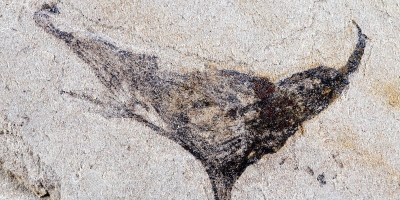 Kako smo nastali: Naučnici prvi put imaju uvid u evoluciju složenih životinja koja je dovela i do ljudi