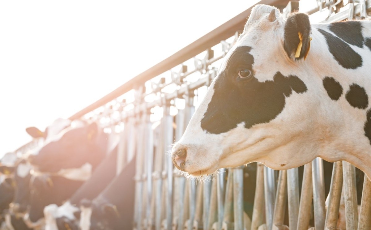 Uvoz prijeti domaćoj proizvodnji mlijeka u TK: Mljekare otkazuju otkup, višak se prosipa