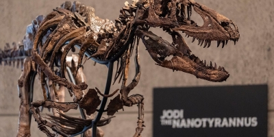 Skelet dinosaurusa prodat za 47,3 miliona dolara u New Yorku