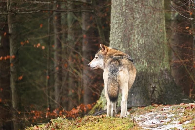Indijanski horoskop: Znate li koji ste znak i šta on govori o vama