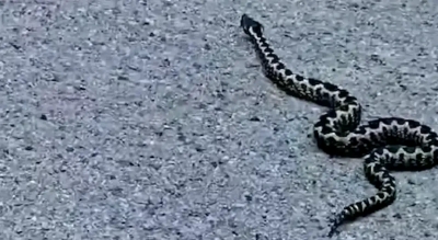Четворогодишњег дјечака угризао поскок