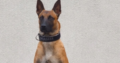 Srbin provalio u bečku crkvu, policijski pas ga ekspresno “priveo”