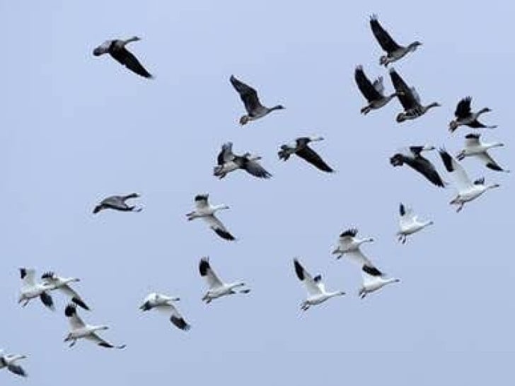 Ptice selice nestaju alarmantnom brzinom: Ugroženo 45 odsto migratornih vrsta