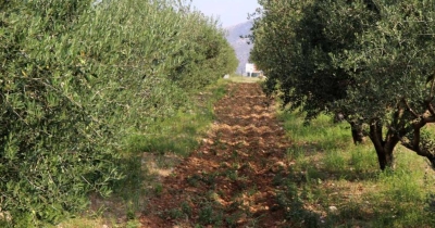 Uskoro kreće berba maslina, očekuje se bolja godina nego prošla