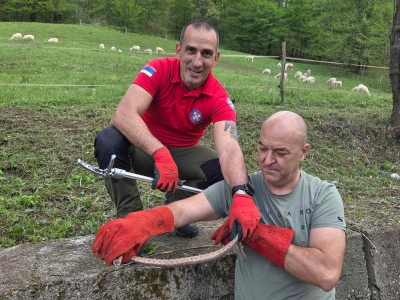 Lopare, upozorenje: Uočene zmije - poskoci u blizini škole
