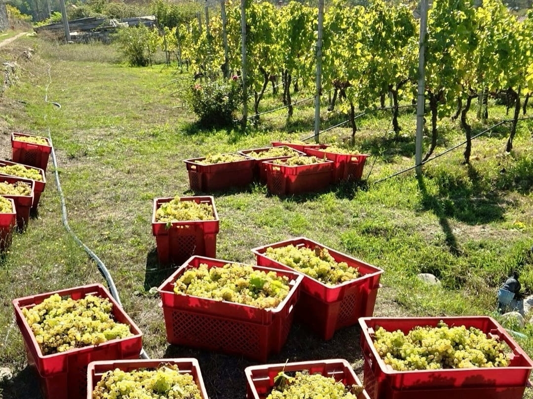 Berba za pamćenje u Carskim vinogradima: Izuzetno grožđe stiglo u podrum Vukoje
