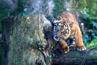 Tasmanijski tigar mogao bi PONOVO HODATI Zemljom: Naučnici najavljuju oživljavanje izumrle vrste do 2036. godine