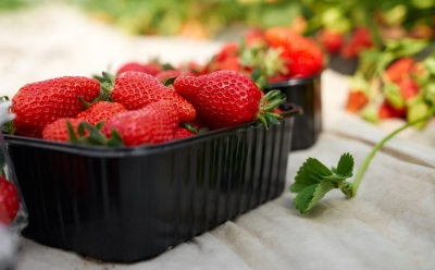 Jagode se nakon kupovine brzo kvare? Postoji jedan trik uz koji će ostati svježe i do 10 dana