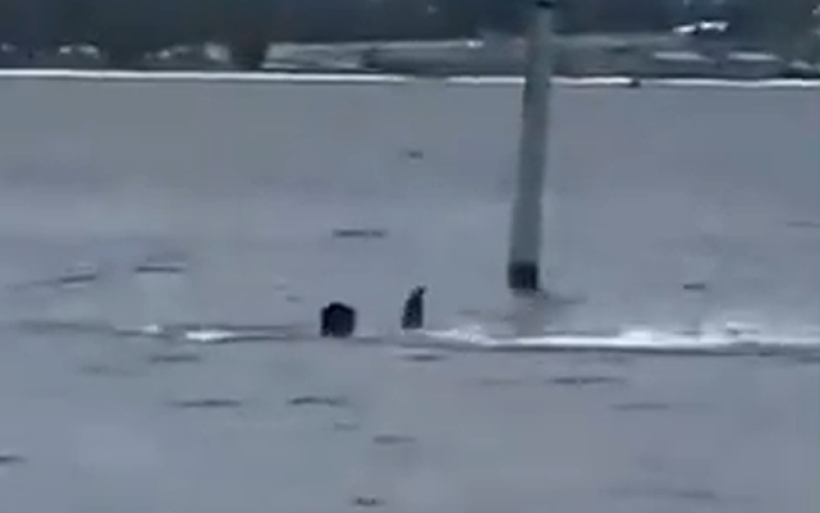 STRAVIČNI PRIZORI: Radnika vojne baze tokom pauze za ručak napala ajkula, ljekari mu se bore za život (VIDEO)