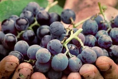 MOĆNE BOBICE PUNE ZDRAVLJA: Zašto bi grožđe trebalo postati dio vaše svakodnevne ishrane...