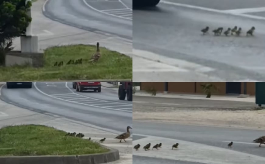 Humani gest u Mostaru: Kamiondžija zaustavio saobraćaj zbog patke i pačića