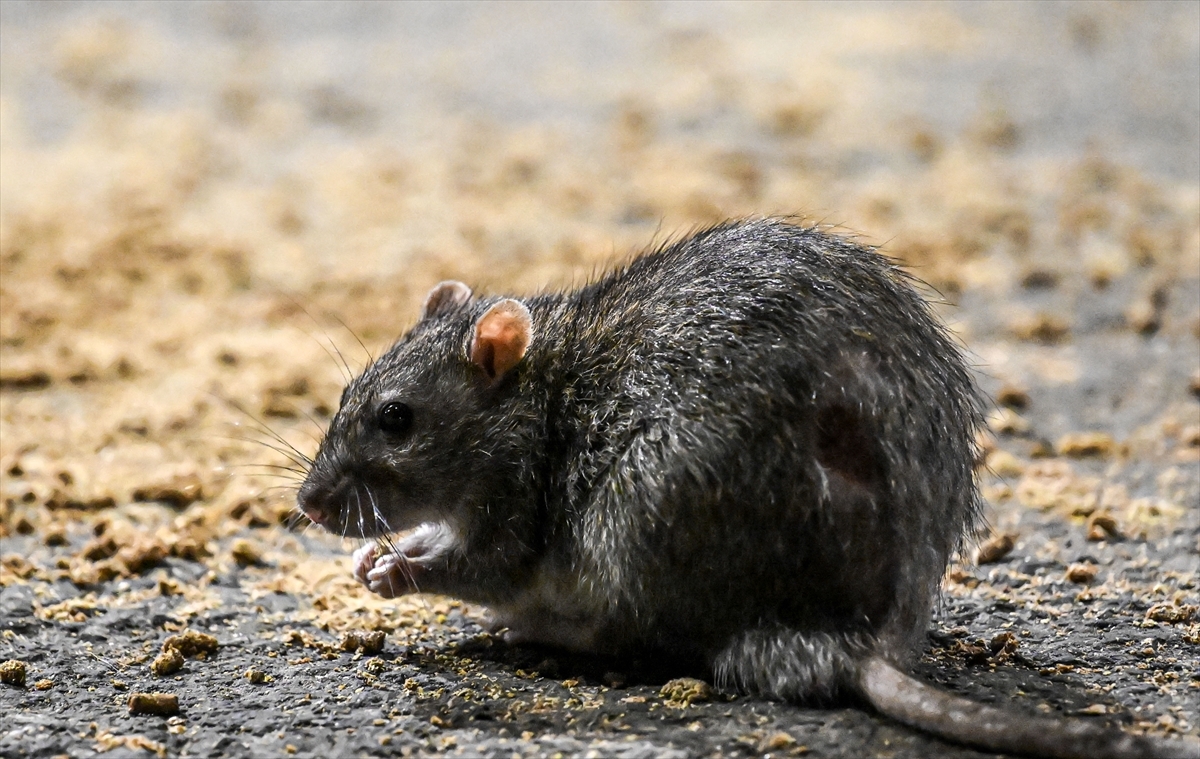 OPASNO PO ŽIVOT Otrov za pacove pronađen u hrani za bebe