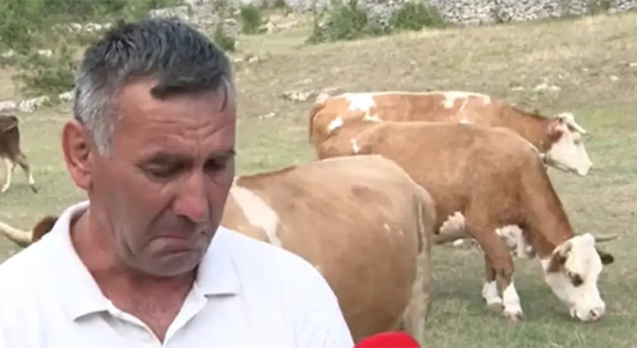 Brčićima danas oči pune suza radosnica - ponovo imaju krave