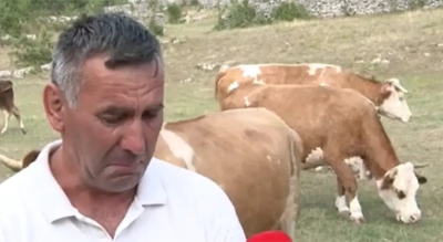Brčićima danas oči pune suza radosnica - ponovo imaju krave