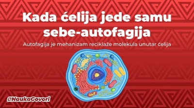 Autofagija: ćelijski „samojed”
